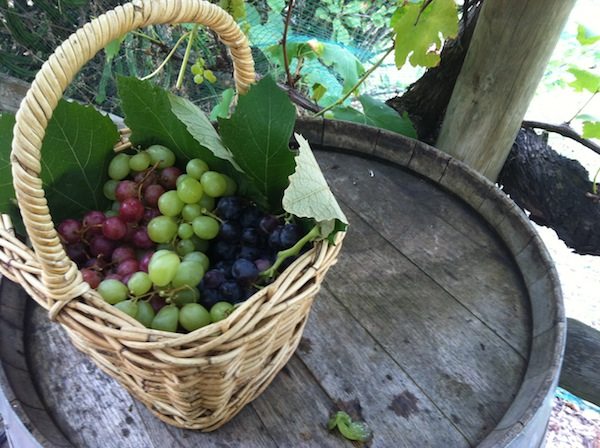 Growing Honest Food basket of grapes
