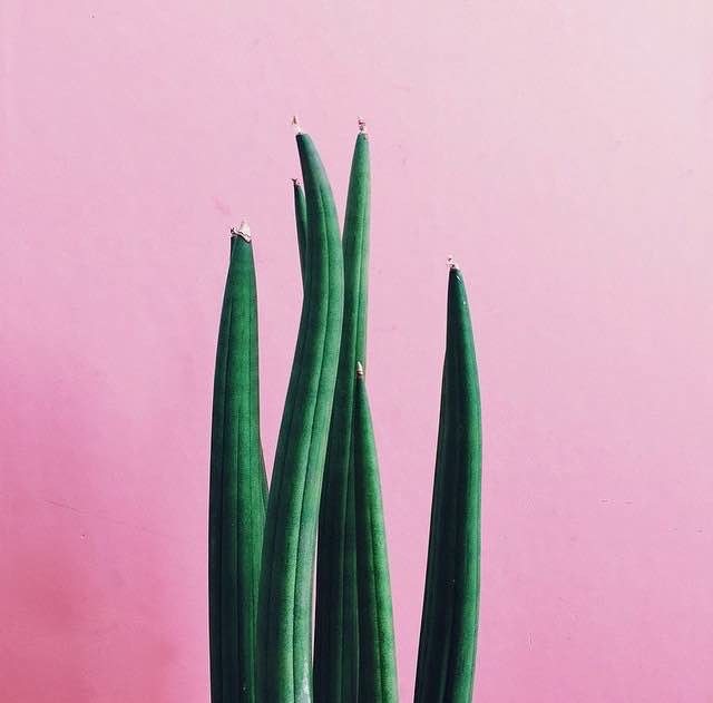 Plants on Pink 2