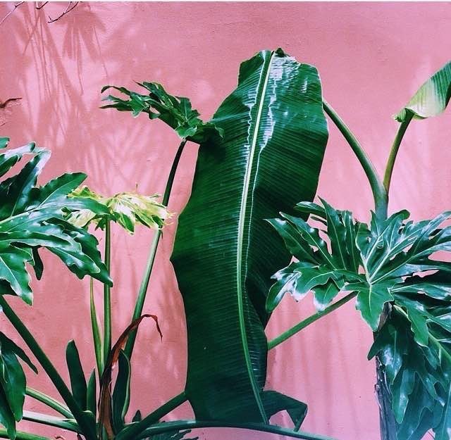 Plants on Pink 5