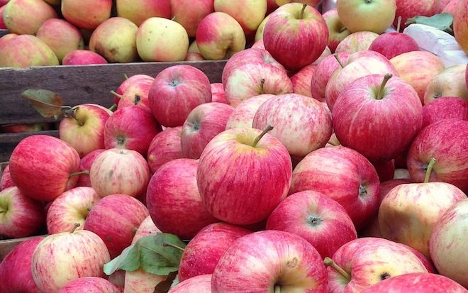 Gasworks Arts Park Farmers Market apples