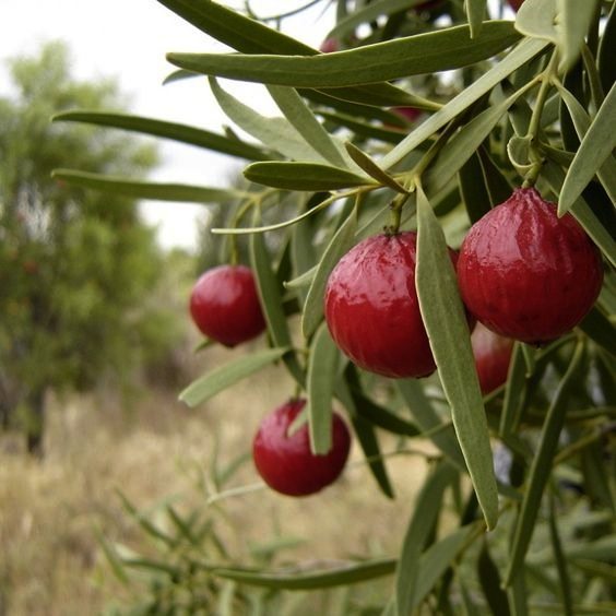 Native Australian Bush Food - Beginner's Decisive