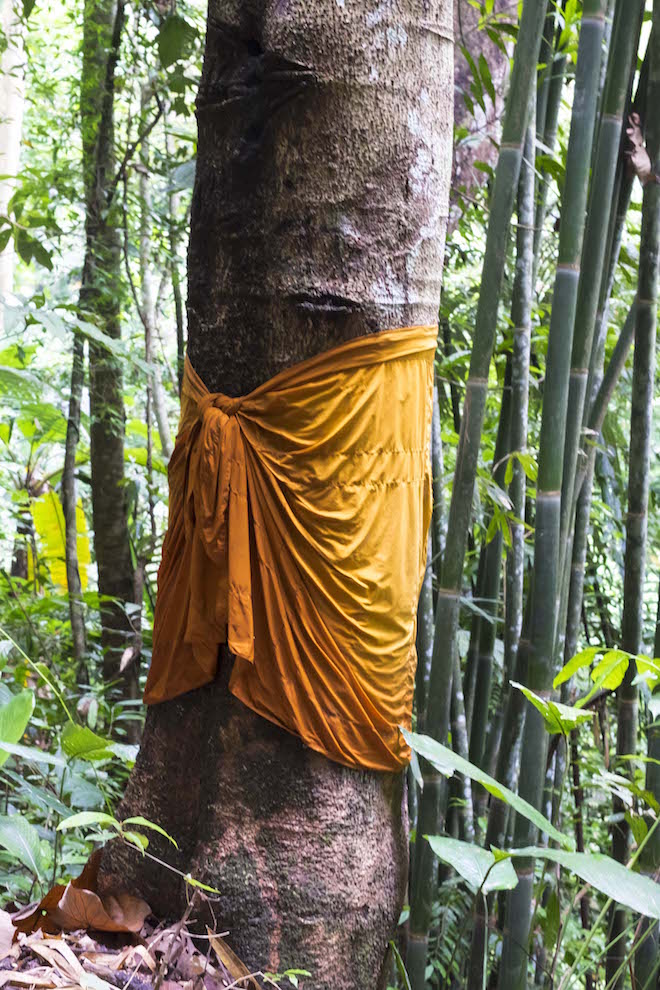 Chiang Rai Things to Do Khun Korn Waterfall orange tree