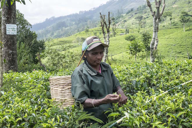 Sri Lanka Ceylon Tea Trails Plucker up close