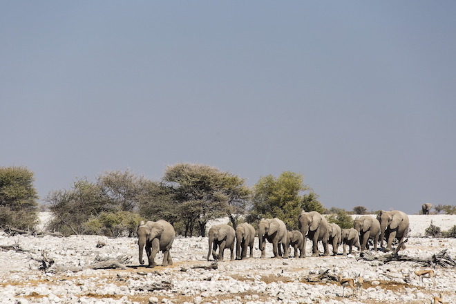 Elephants-Namaste-Yoga-Safari-Retreat